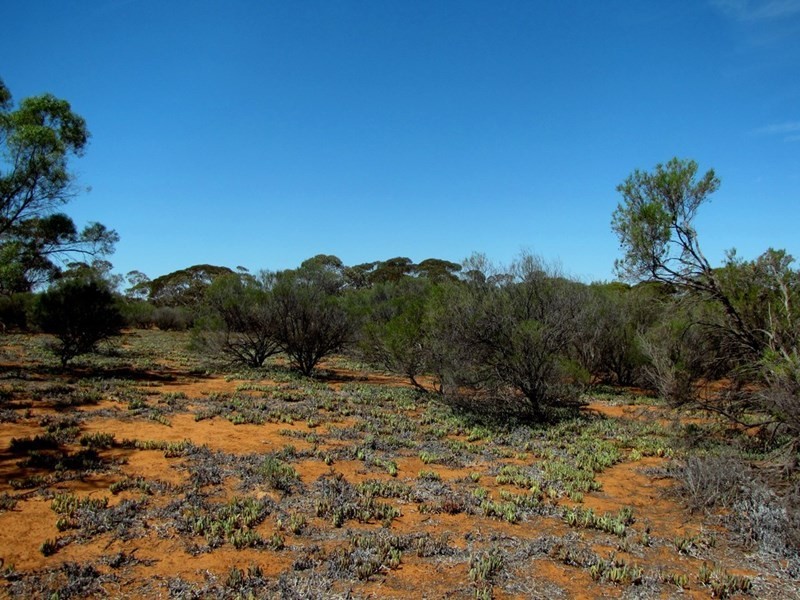 Section 559 Sturt Highway, Monash SA 5342