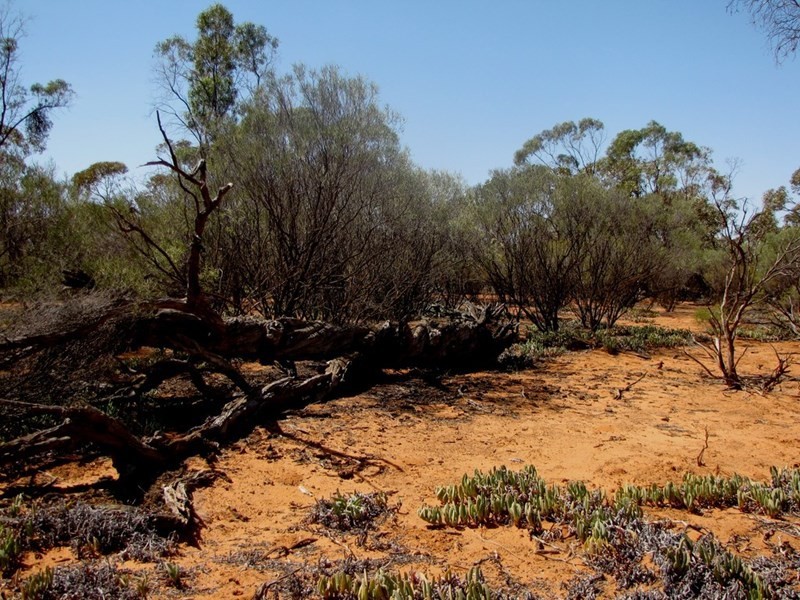 Section 559 Sturt Highway, Monash SA 5342