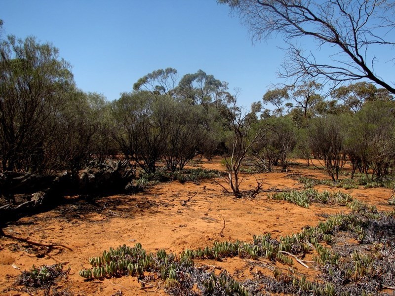 Section 559 Sturt Highway, Monash SA 5342