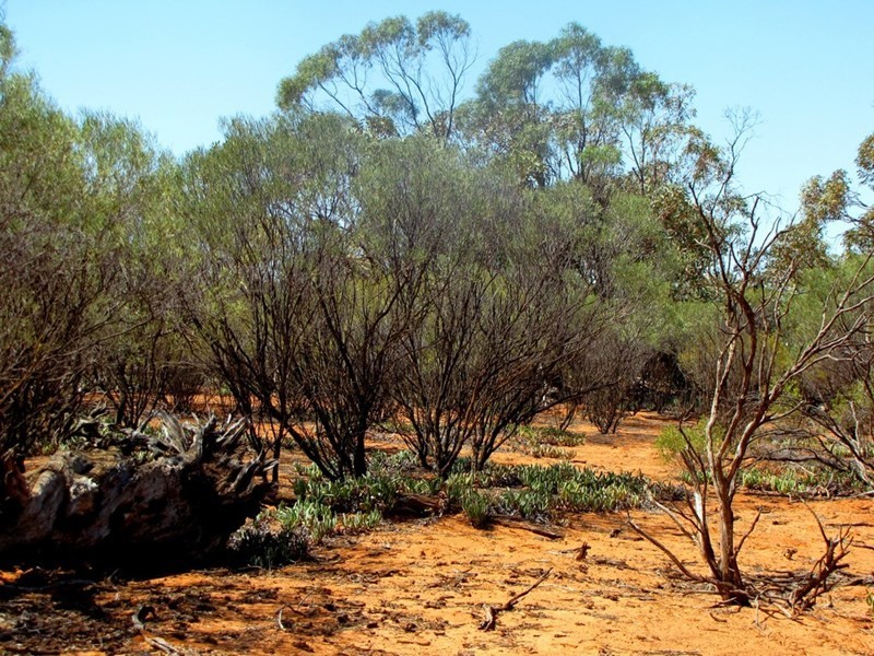 Section 559 Sturt Highway, Monash SA 5342