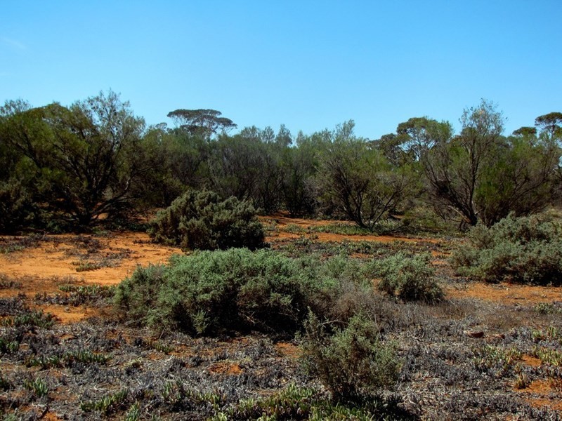 Section 559 Sturt Highway, Monash SA 5342