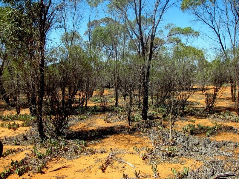 Section 559 Sturt Highway, Monash SA 5342