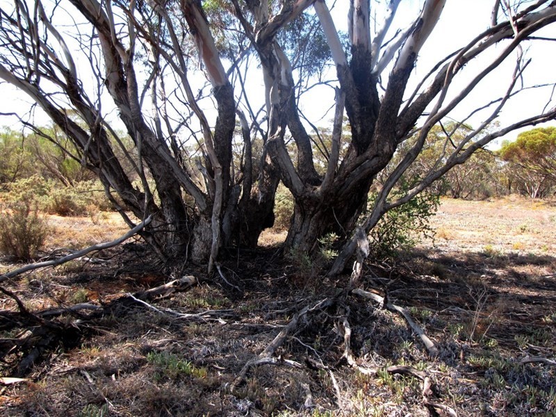 Section 559 Sturt Highway, Monash SA 5342