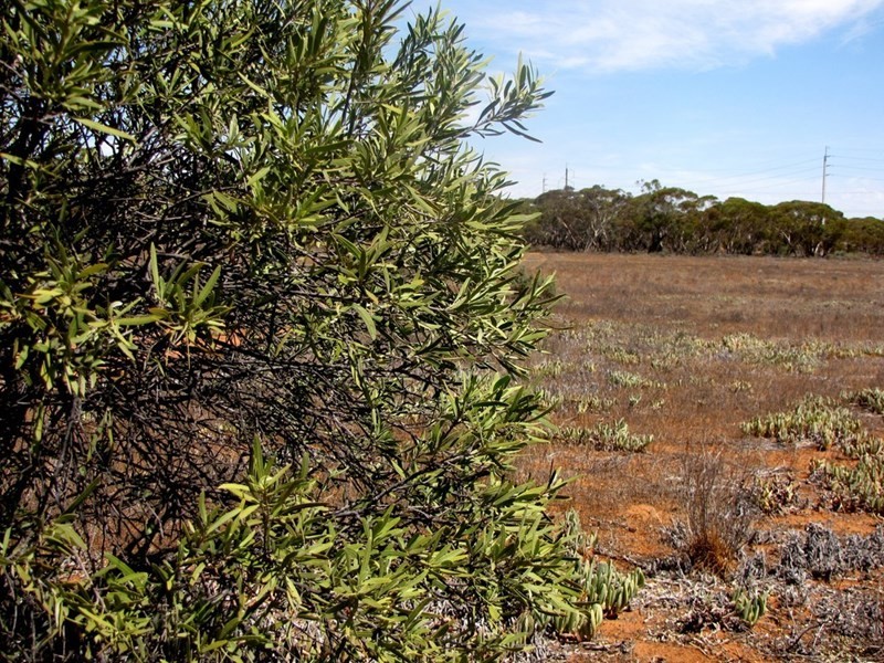 Section 559 Sturt Highway, Monash SA 5342