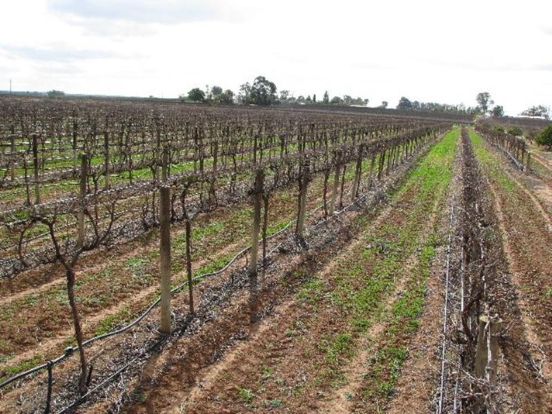 728 Pommy Avenue, Loveday SA 5345