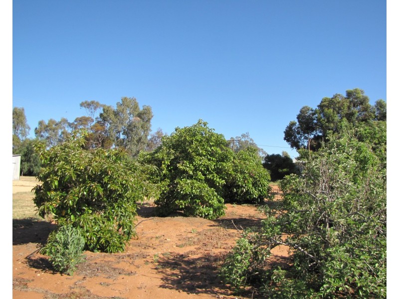 79 Checker Road, Waikerie SA 5330