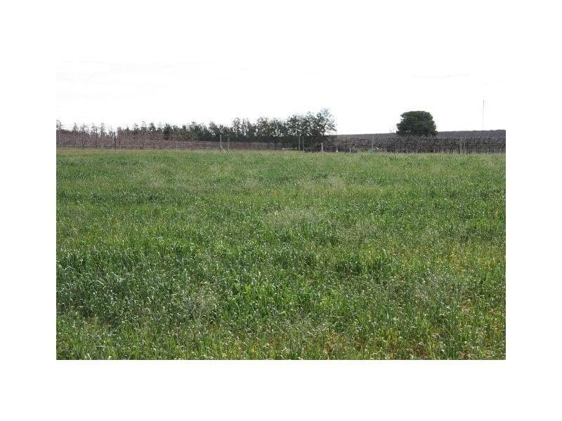 Lot 100 Newton Road, Loxton SA 5333