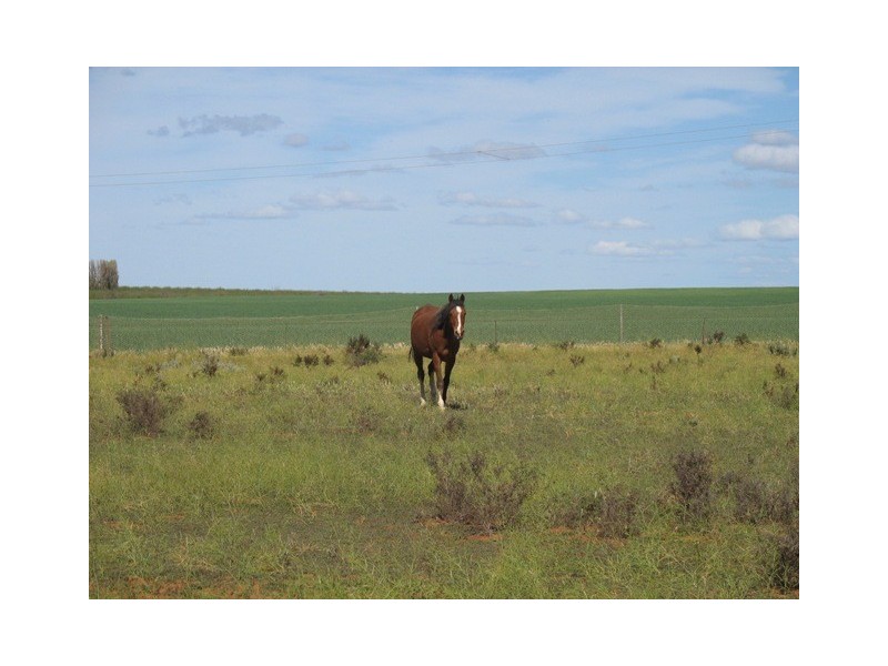 Sec 393 Kingston Road, Loxton SA 5333