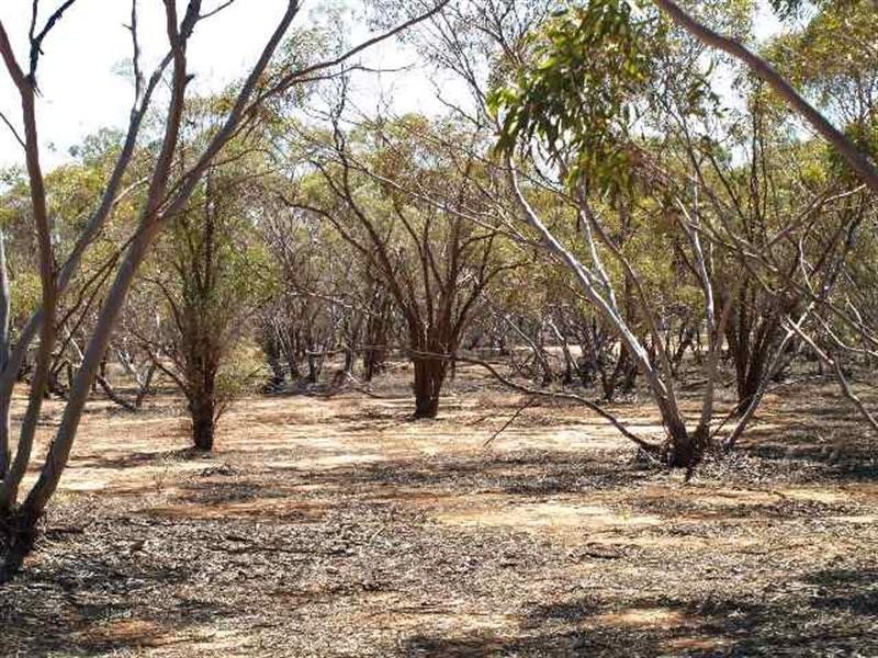 Sec 169 Railway Terrace, Waikerie SA 5330