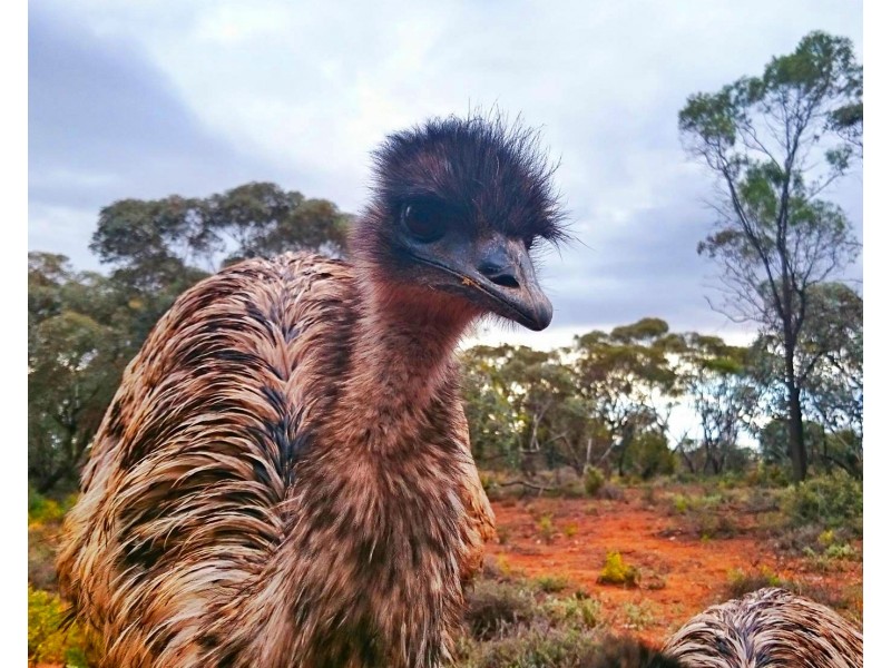 19042A Sturt Highway, Monash SA 5342