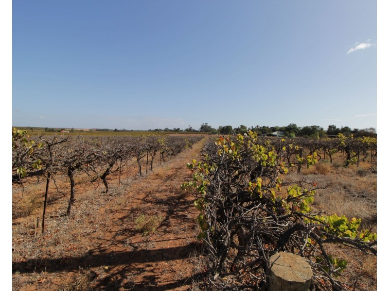 Lot 4 Garwood Lane, Winkie SA 5343