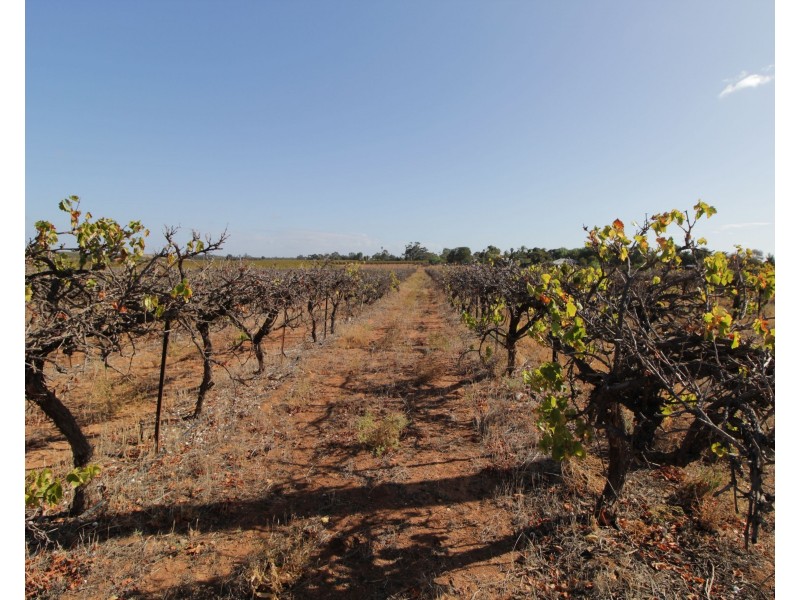 Lot 4 Garwood Lane, Winkie SA 5343