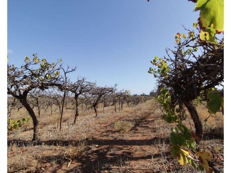 Lot 4 Garwood Lane, Winkie SA 5343