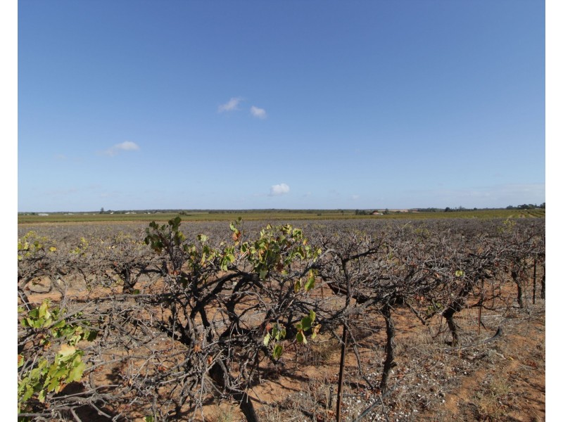 Lot 4 Garwood Lane, Winkie SA 5343