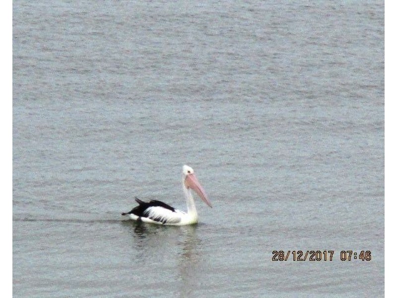 17 Queen Elizabeth Drive, Barmera SA 5345