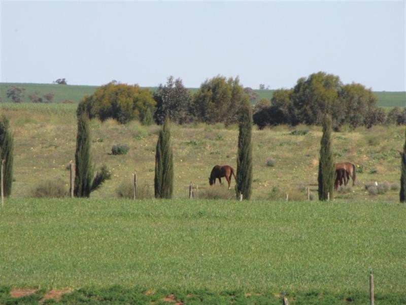 Sec 812 Middleton Road, Loxton SA 5333