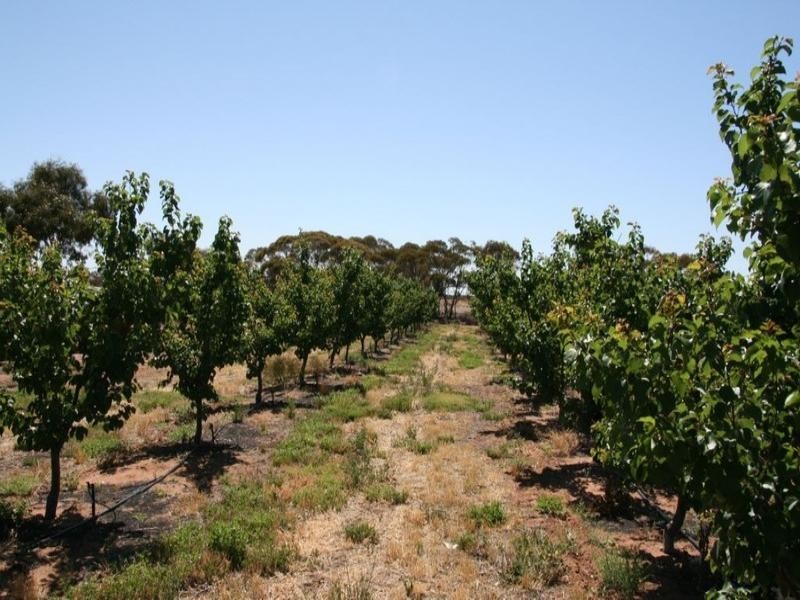 Lot 50 Murbko Road, Waikerie SA 5330