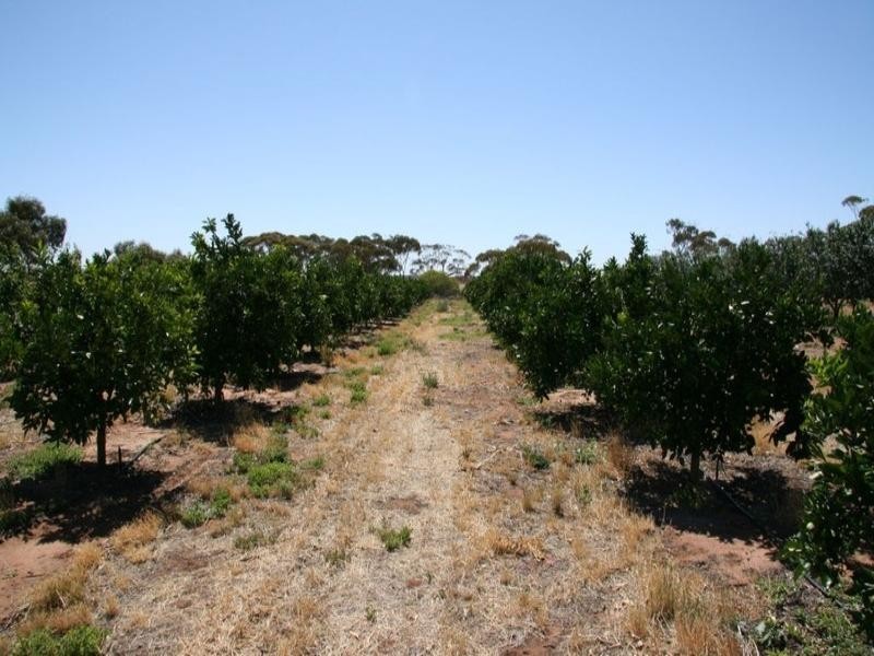 Lot 50 Murbko Road, Waikerie SA 5330