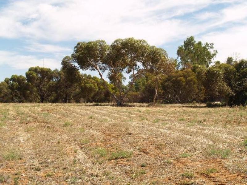 Sec 254 Checker Road, Waikerie SA 5330