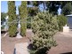 65 Second Street, Loxton SA 5333