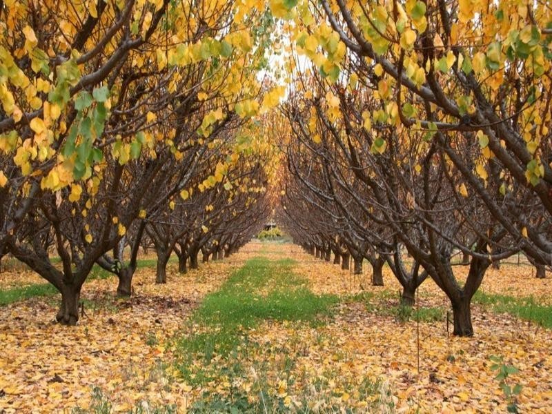 Sec 232 Sturt Highway, Waikerie SA 5330