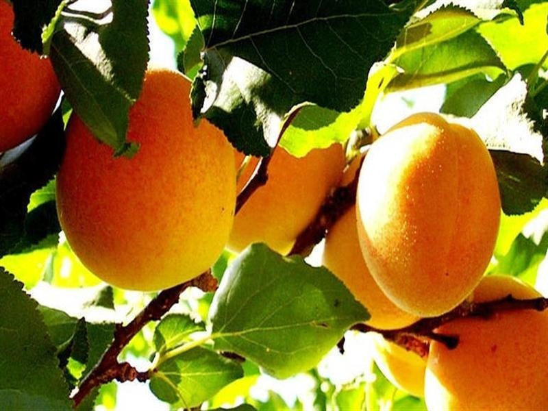 Sec 232 Sturt Highway, Waikerie SA 5330