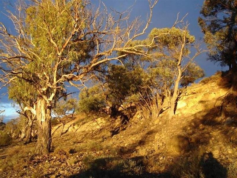 100 and117 Blanchetown Road, Morgan SA 5320