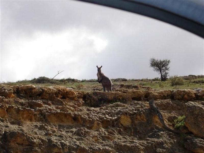 100 and117 Blanchetown Road, Morgan SA 5320