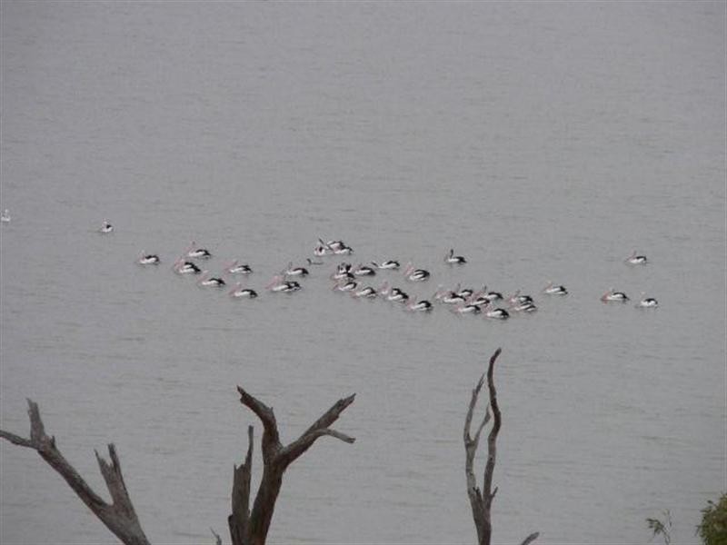 100 and117 Blanchetown Road, Morgan SA 5320