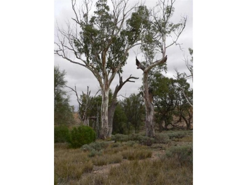 100 and117 Blanchetown Road, Morgan SA 5320