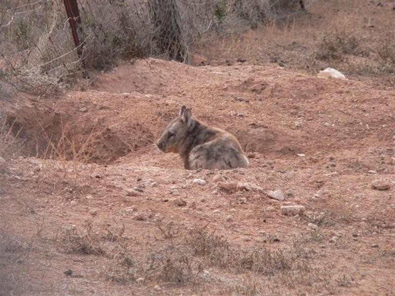 100 and117 Blanchetown Road, Morgan SA 5320