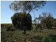 Lot 107 Thompson Road, Waikerie SA 5330