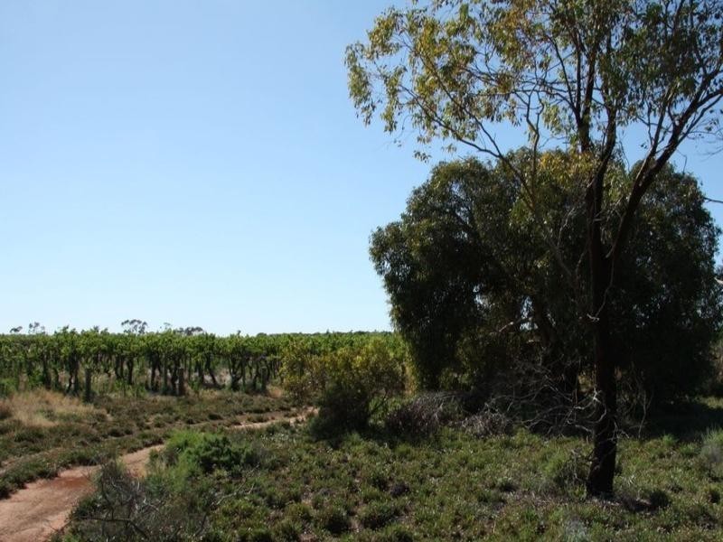 Lot 107 Thompson Road, Waikerie SA 5330