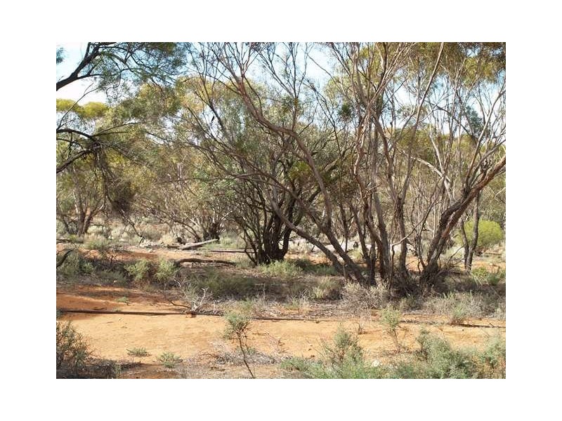 Lot 56 Mackintosh Road, Cadell SA 5321