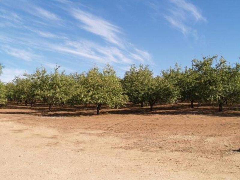 245 Promnitz Road, Waikerie SA 5330