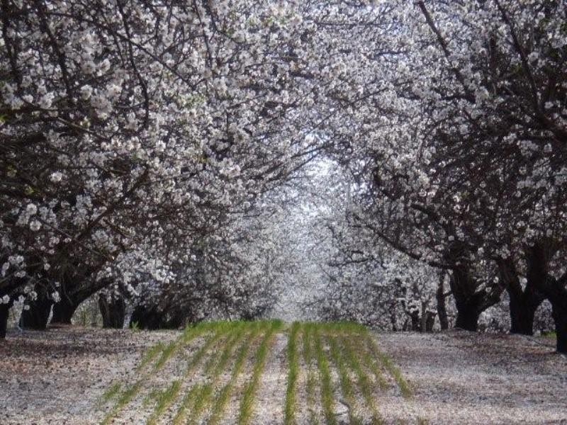 245 Promnitz Road, Waikerie SA 5330