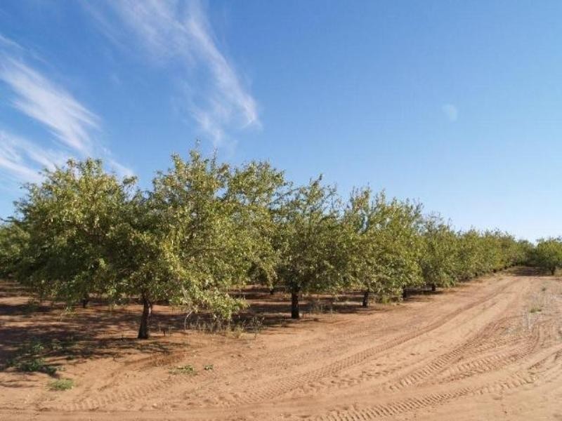 245 Promnitz Road, Waikerie SA 5330