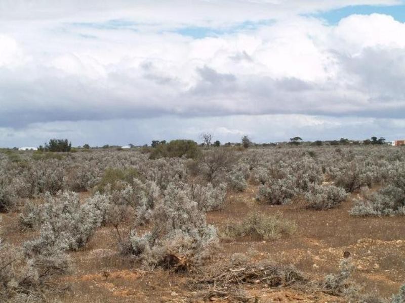 31 Slaughterhouse Road, Morgan SA 5320