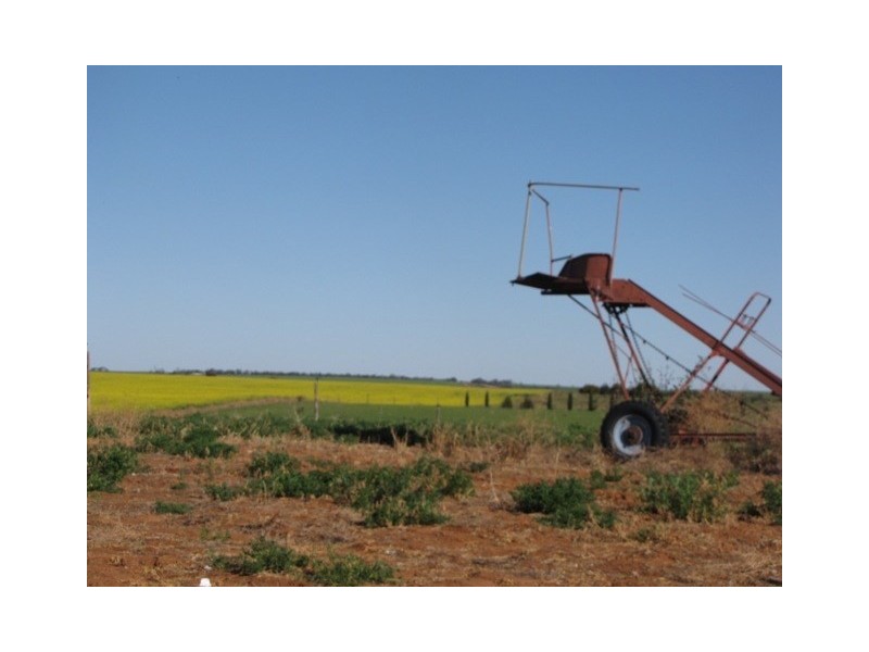 65 Forward Avenue, Loveday SA 5345