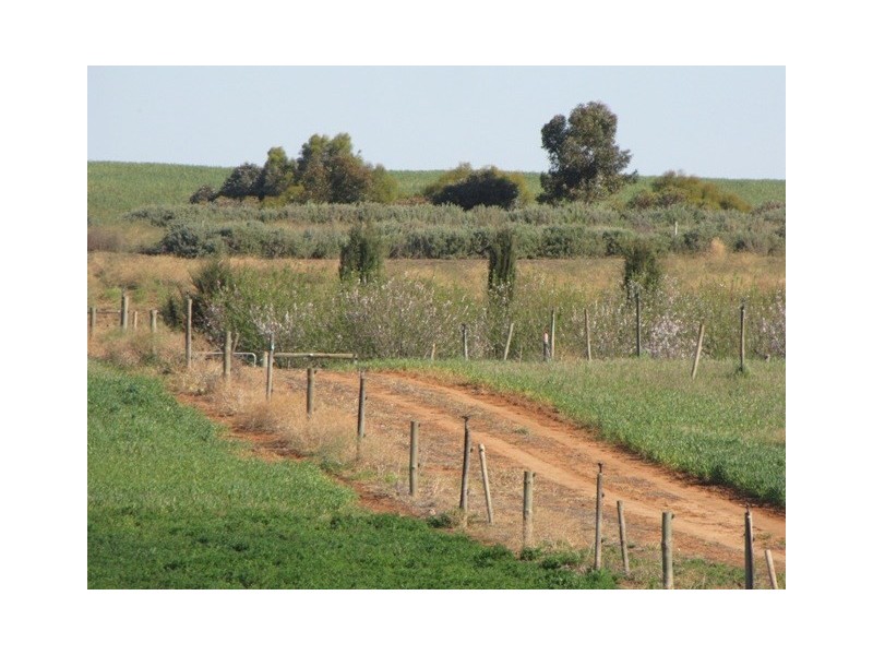 65 Forward Avenue, Loveday SA 5345