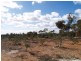 Lot 337 Blanchetown Road, Morgan SA 5320