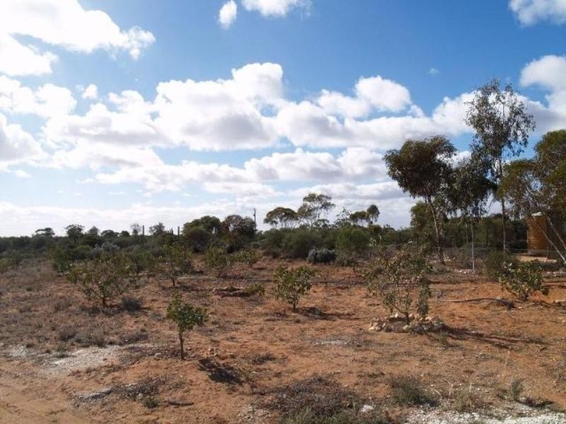 Lot 337 Blanchetown Road, Morgan SA 5320