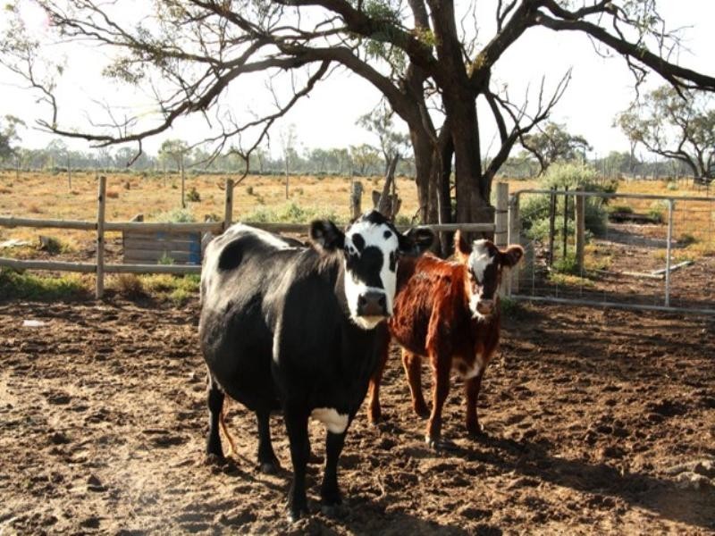 Sect 421, 164 370 and 430 Hdrd of Cobdogla, Barmera SA 5345