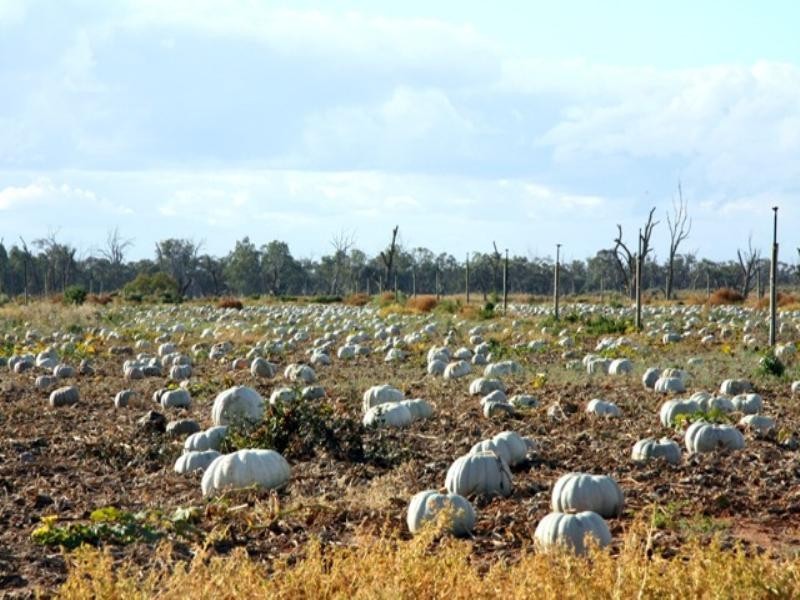 Sect 421, 164 370 and 430 Hdrd of Cobdogla, Barmera SA 5345