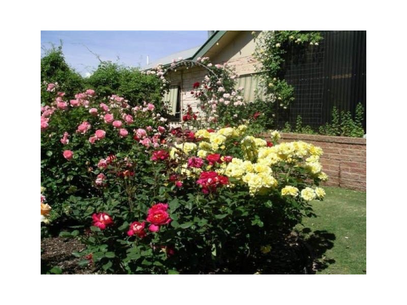 18 Dearman Road, Waikerie SA 5330