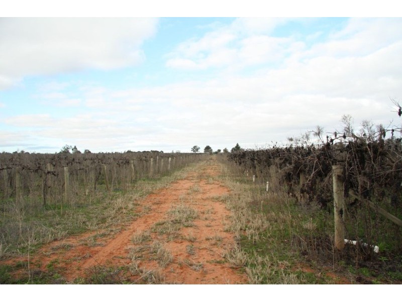 Sec 557 Fairweather Avenue, Loxton SA 5333