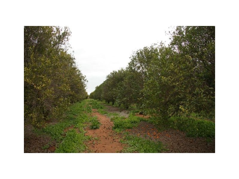 96 Derrick Road, Loxton SA 5333