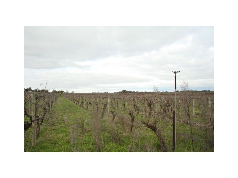 96 Derrick Road, Loxton SA 5333