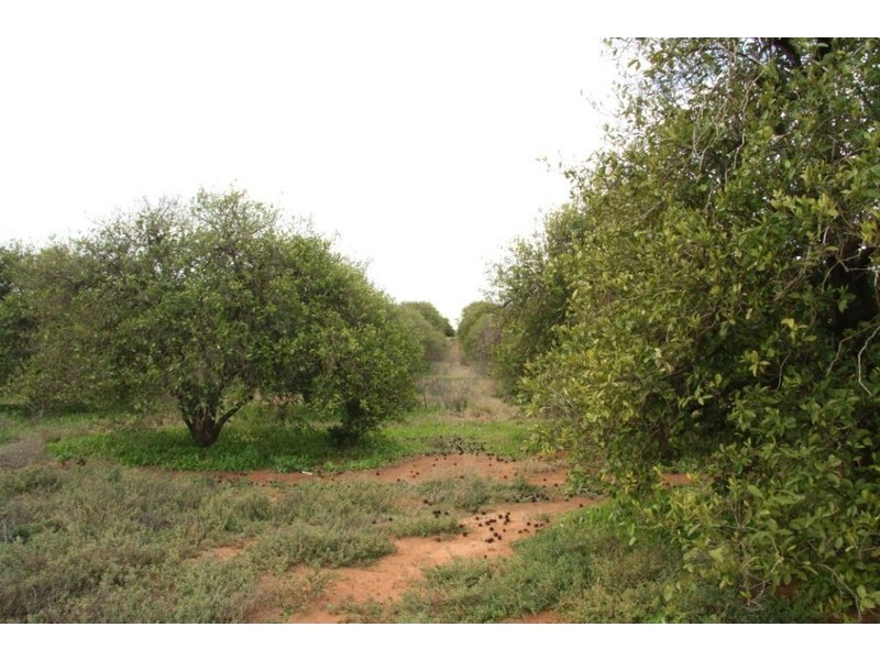 Lot 2 Kingsbury Road, Loxton SA 5333