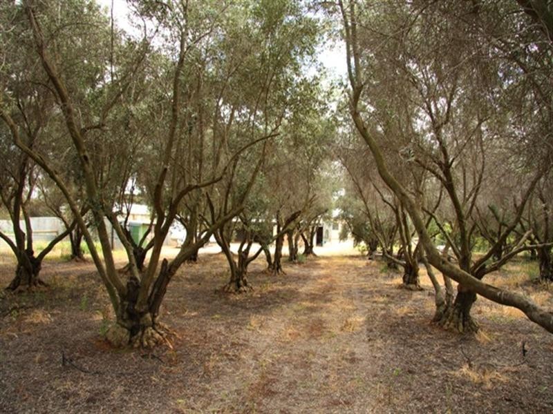 152 Balfour Ogilvy, Loxton SA 5333